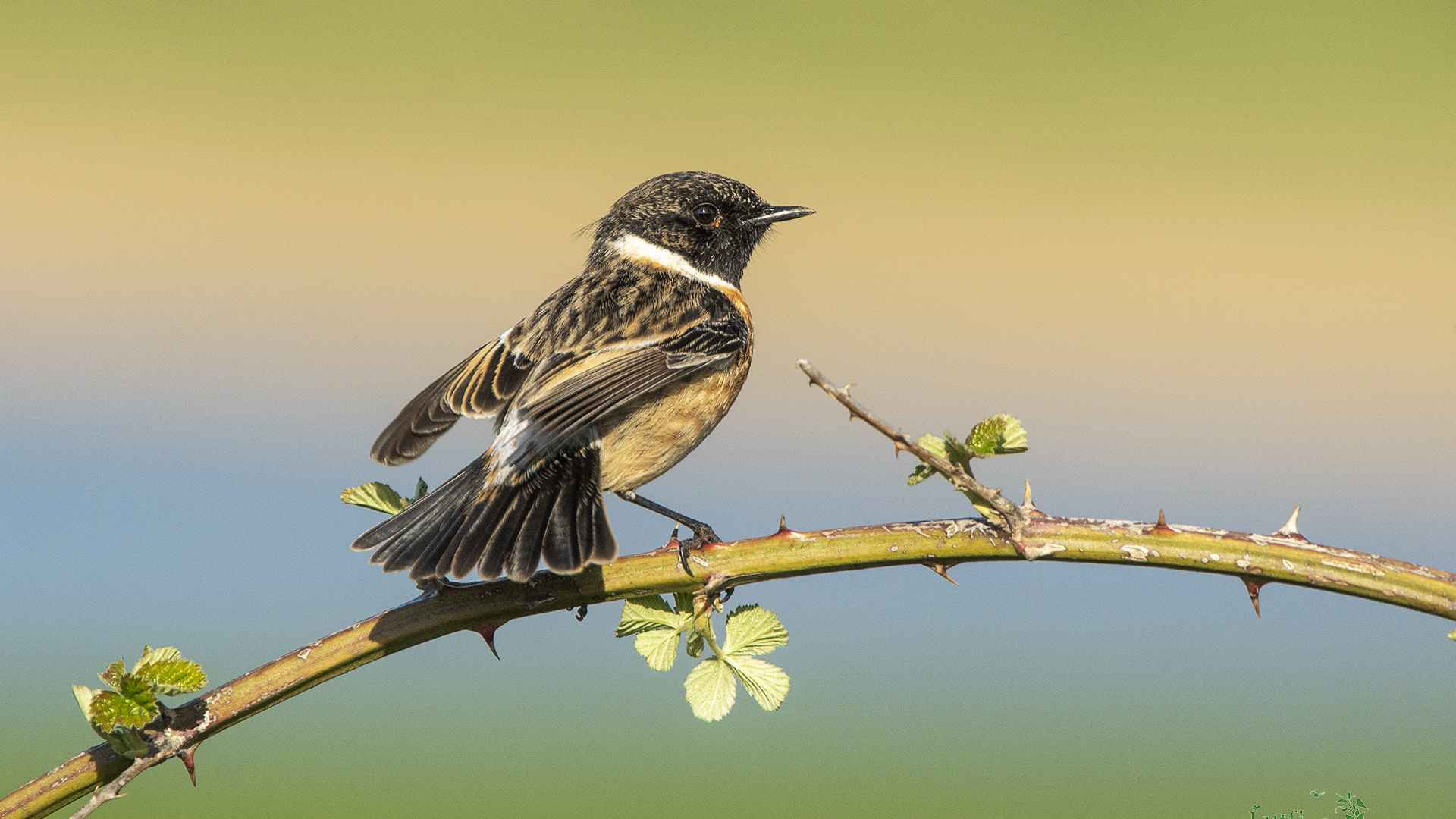 European Stonechat